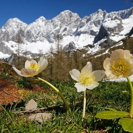 Brandhof - Am Berg * Ramsau am Dachstein