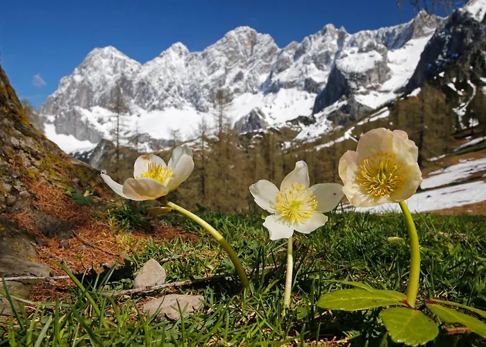 Brandhof - Am Berg * Ramsau am Dachstein