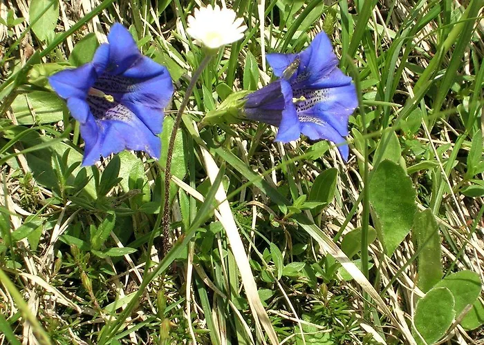 Шале Brandhof - Am Berg Рамзау